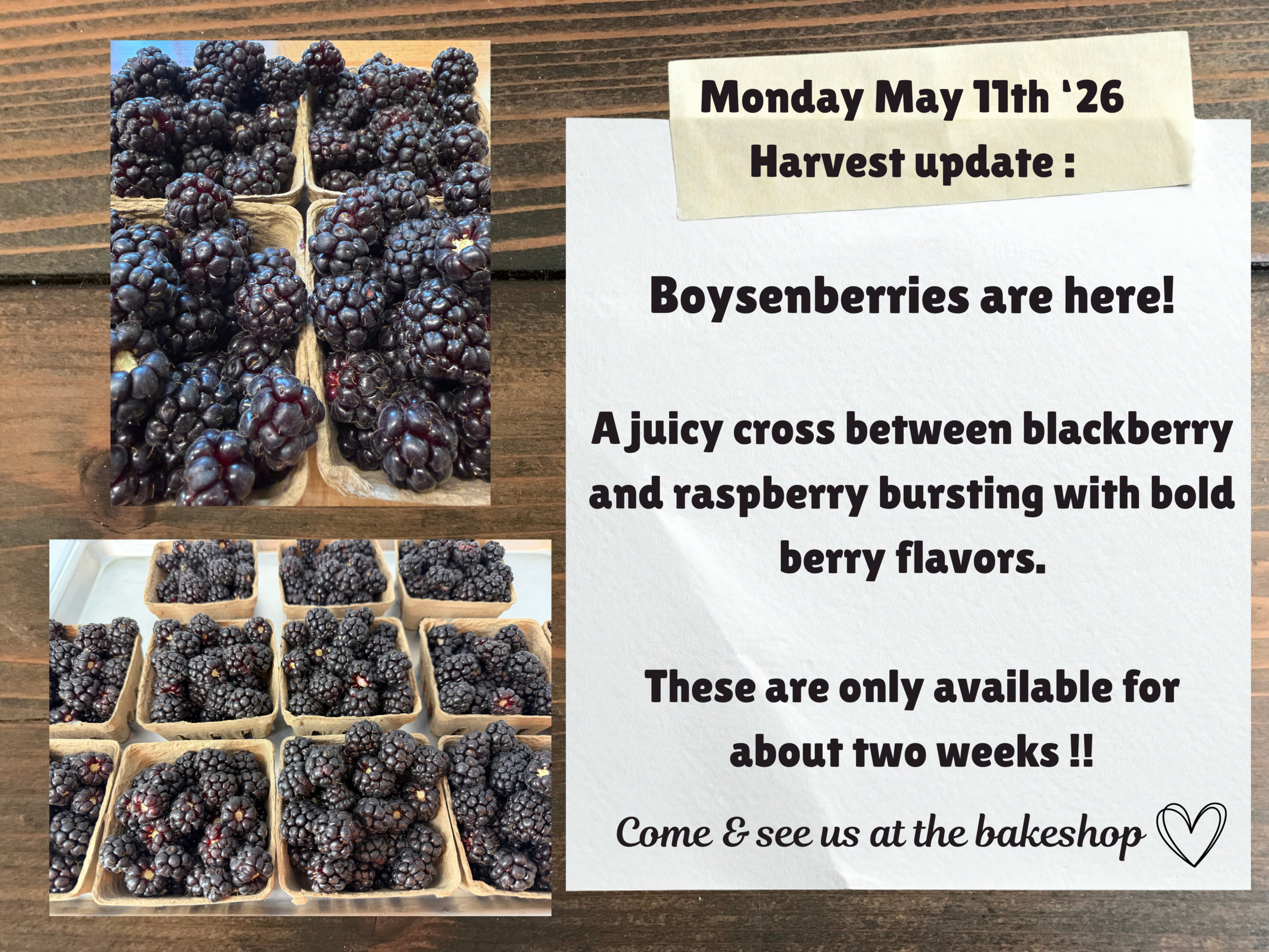 Boysenberries
